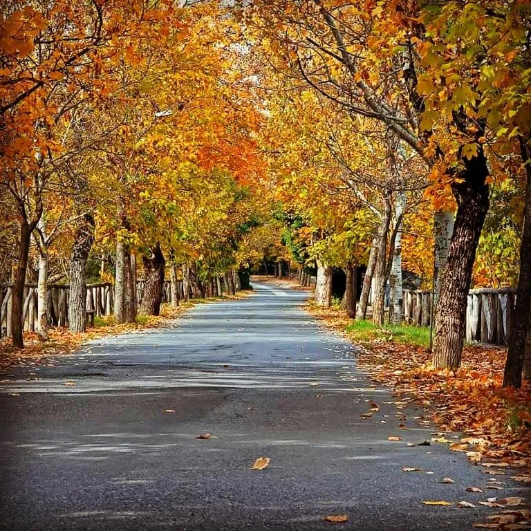 Δρόμος με φθινοπωρινά δέντρα